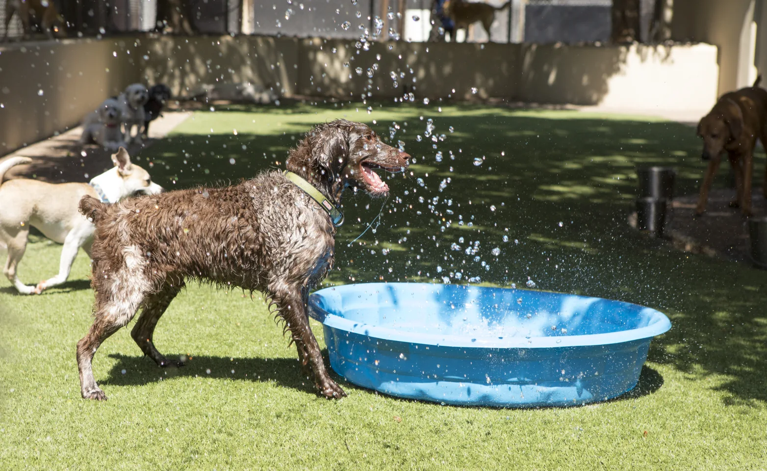 Dogs having fun splashing around with plastic play pool.